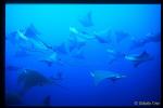 Golden Cownose Rays 02