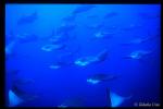 Golden Cownose Rays 01