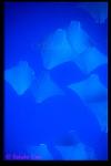 Golden Cownose Rays 03