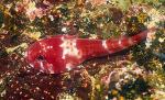 Galapagos Red Clingfish 01