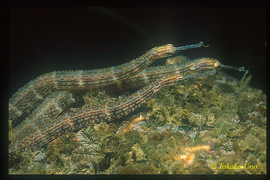 Guilded Pipefish, Corythoichthys schultzi 01