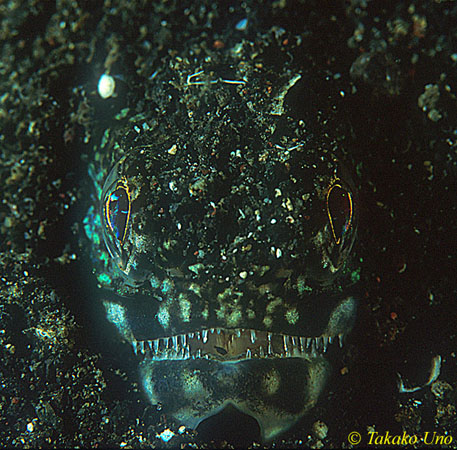 Snake Fish 01 Trachinocephalus myops