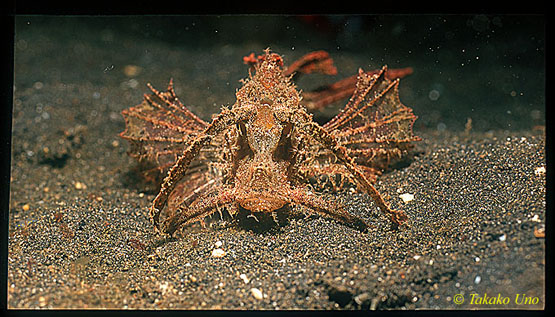 Ambon Scorpionfish 01 note the long eye brows