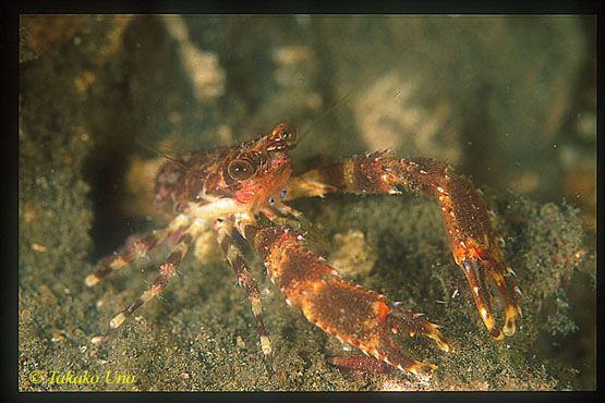 Squat Lobster 01