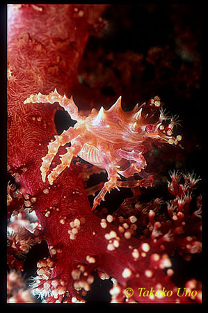Soft Coral Crab 01