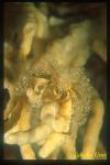 Decorated Crab 01 un-named, hydroid attached on body