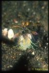 Mantis Shrimp striking pose 01