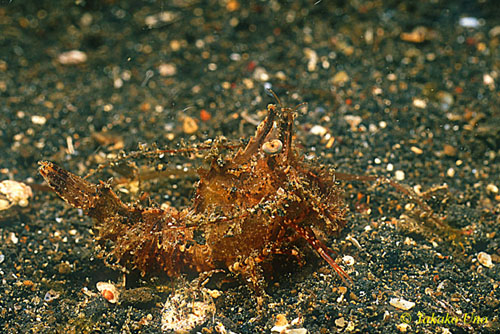 Sicyonia cristata Shrimp 01