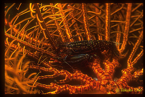 Crinoid Snapping Shrimp 01 Synalpheus stimpsonii