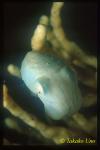 Cuttlefish 01 baby