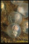 Flamboyant Cuttlefish 03 embryos