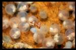 Flamboyant Cuttlefish 04 just hatched