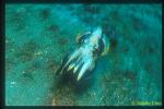 Flamboyant Cuttlefish 06