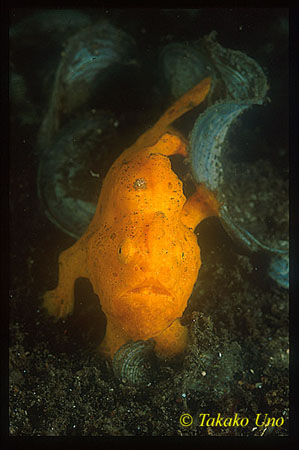 Frogfish, Giant Frogfish 01 juvenile