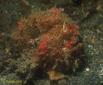 Frogfish, Lembeh Frogfish 03