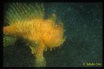 Frogfish, Hispid Frogfish 03 just ate flounder...  "Oh my God! I didn't know that froggy can eat such a big friend...!!
