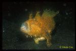 Frogfish, Hispid Frogfish 06 ate flounder burbing