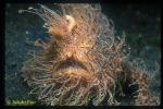 Frogfish, Striated Frogfish 01