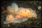 Gymnodoris Nudibranch laying eggs 01