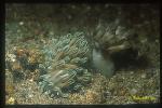 Unidentified Nudibranch 02a & Xenia Coral