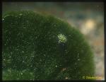 Stiliger Nudibranch, Costasiella sp 01 Rare
