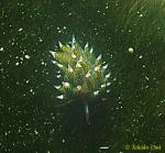 Stiliger Nudibranch, Costasiella sp 01a Rare