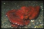 Red Octopus, luteus 01