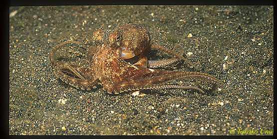 Coconut Shell Octopus 02