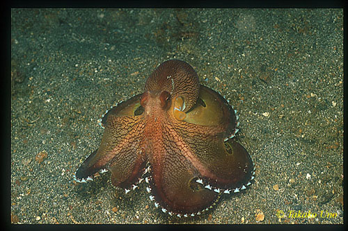 Coconut Shell Octopus 03