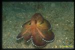 Coconut Shell Octopus 03