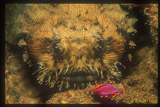 Toadfish & Flatworm 01