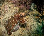 Octopus mating 01 male extending its sexual organ arm transferring sperm packages to female