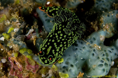 Nembrotha kubaryana? or sp. Because these two don't have orange ring at base of the rhinophores. 03t 1172 ra