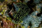 Nembrotha kubaryana? or sp. Because these two don't have orange ring at base of the rhinophores. 03t 1172 ra