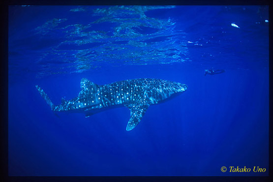 Whale Shark 01a