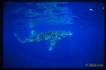 Whale Shark 01a