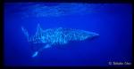 Whale Shark 02