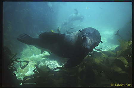Cape Fur Seal 03