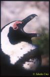 South African Penguin 03