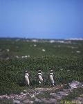 South African Penguin 04