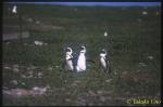South African Penguin 01