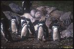 South African Penguin 05