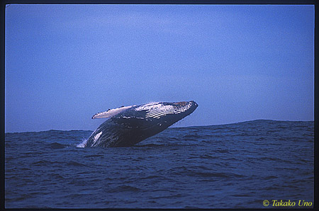 Humpback Whale 06