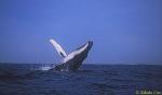 Humpback Whale 03