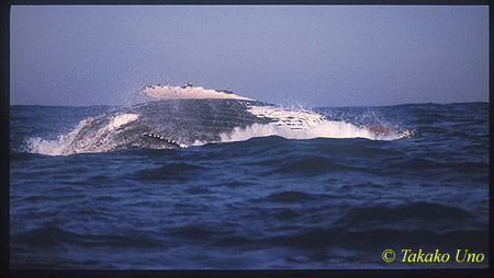 Humpback Whale 04