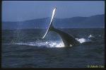 Humpback Whale 02