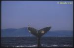 Humpback Whale 05
