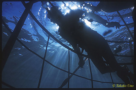 Shark Diver outside cage 01