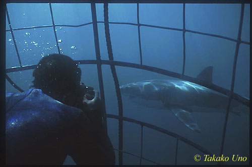 Diver in cage & Great White 01