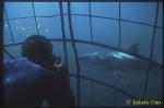 Diver in cage & Great White 01